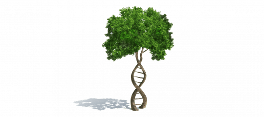 Árbol ADN